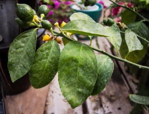 Lemon foliage