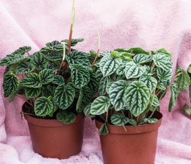 Peperomia (Emerald Ripples)