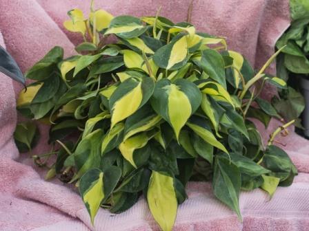 Philodendron plant