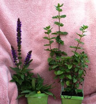 Assorted salvia plants