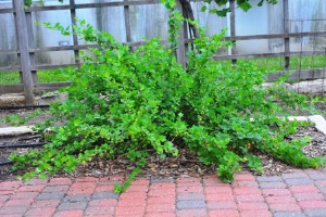 Gooseberry plant