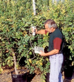 Lemon tree