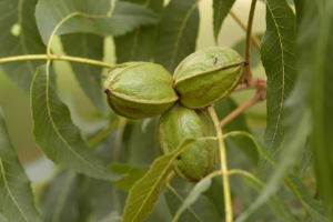 pecan nuts in husks