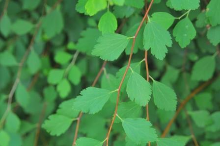 Spirea foliage