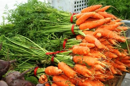 Carrots foliage and roots